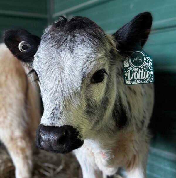 Dottie