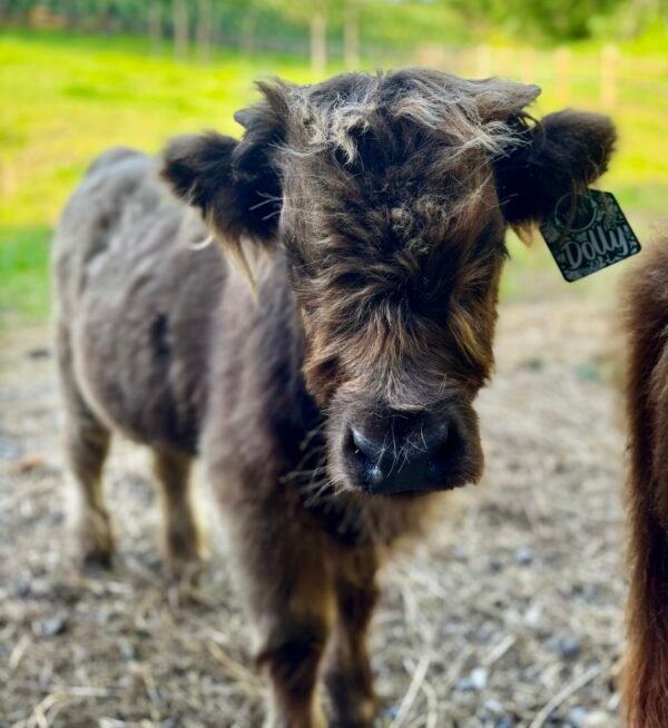 Dolly